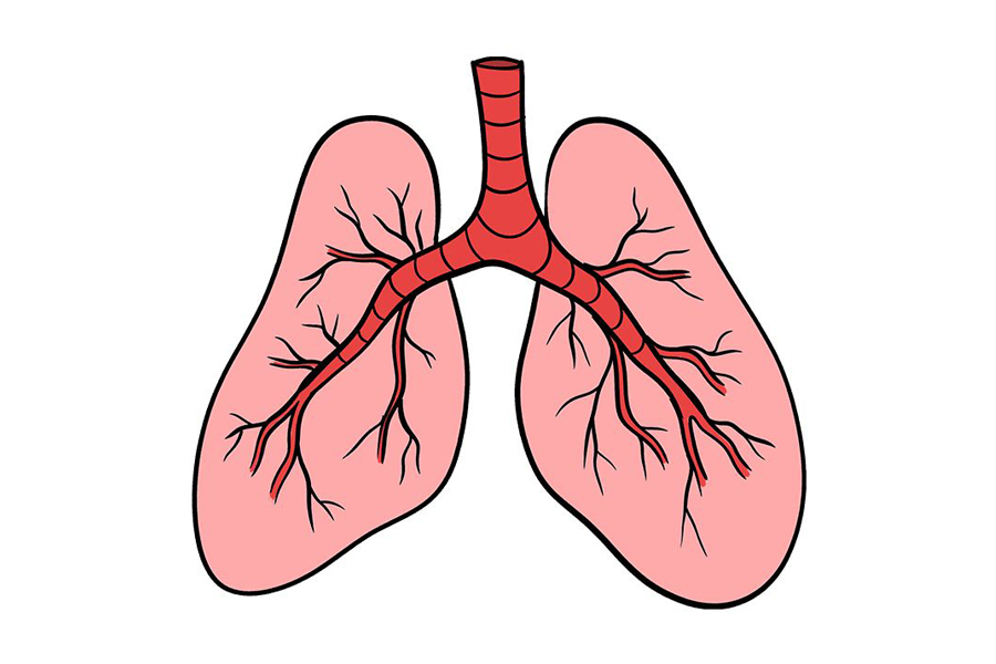 肺简笔画图片彩色图片