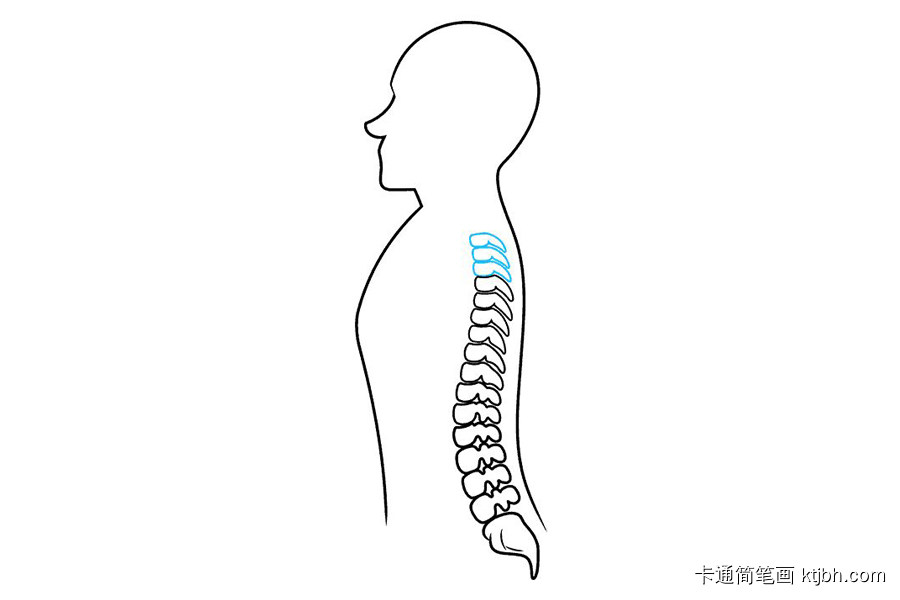 如何画脊柱-图8