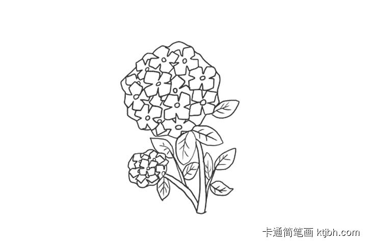 绣球花简笔画-图11