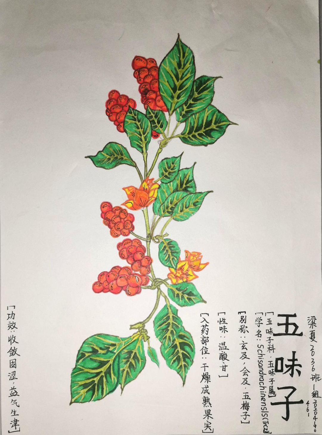 中草药简单绘画大全图片