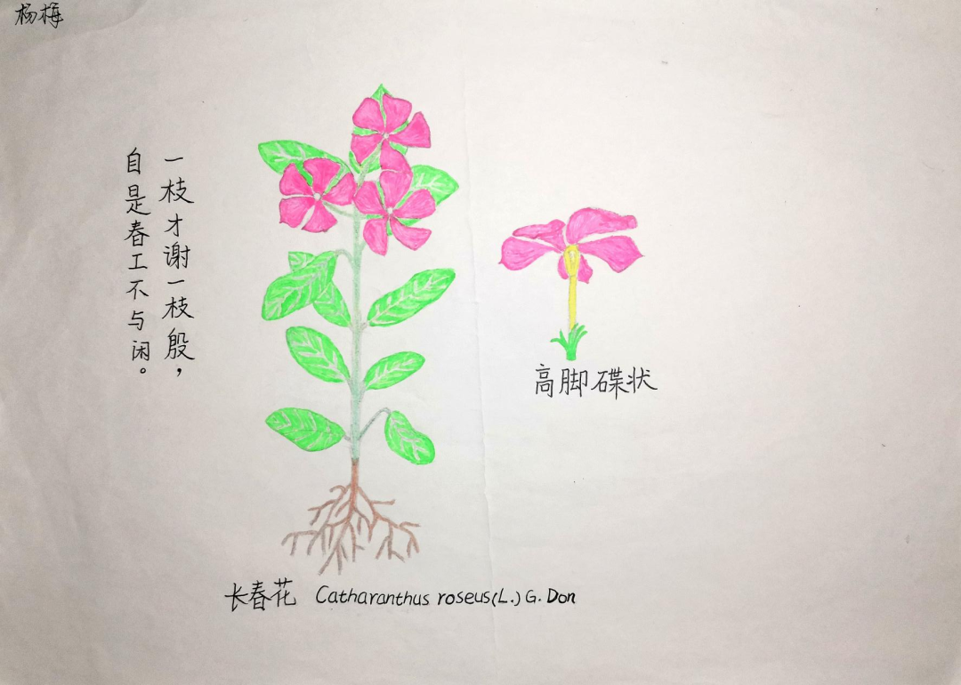 中草药简单绘画大全图片